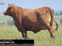 LOTE 07