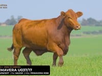 LOTE 09