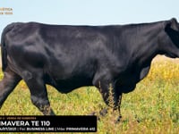 LOTE 10