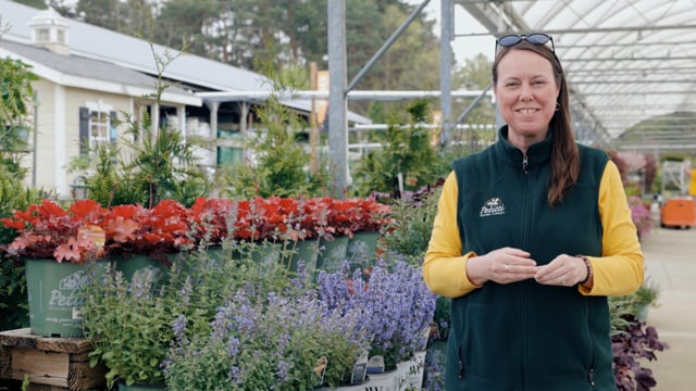 Catmint Spotlight | Grow Nepeta for Pollinators & Deer Resistance