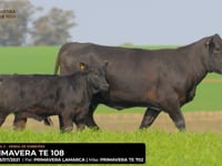 LOTE 12