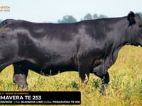 LOTE 15