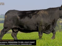 LOTE 18
