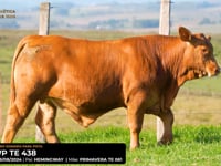 LOTE 22