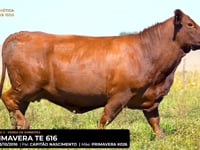 LOTE 08