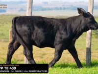 LOTE 29