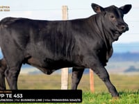 LOTE 30