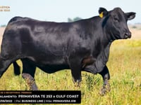 LOTE 21