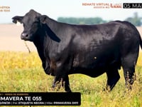 LOTE 02