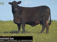 LOTE 03