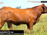 LOTE 11