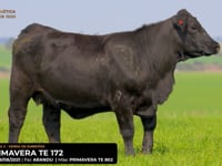 LOTE 14