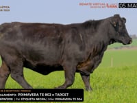 LOTE 17