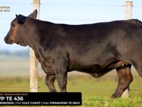 LOTE 27
