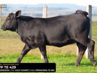 LOTE 28