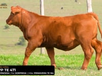LOTE 31