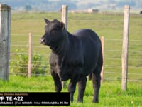 LOTE 26