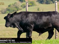 LOTE 25
