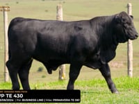 LOTE 24