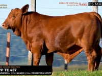 LOTE 23