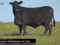 LOTE 19