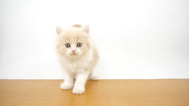 まさむねこページ  2 楽天市場】＼最大P13倍＋クーポン配布中／ 【ブランド公式