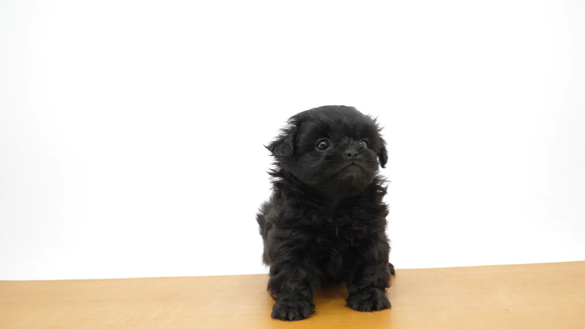 ハーフ犬（ペキプー） ブラック 女の子 横浜青葉店