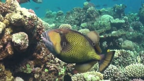 1223_Giant Triggerfish close up on coral reef