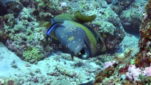 1571_Giant Triggerfish close up on coral reef