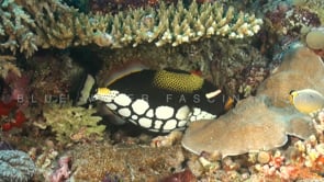 1872_Clown triggerfish on coral reef
