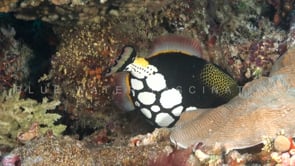 1873_clown triggefish close up