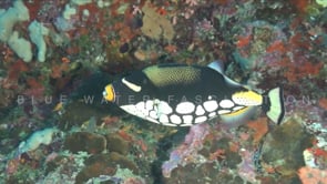 1874_Clown Triggerfish on reef