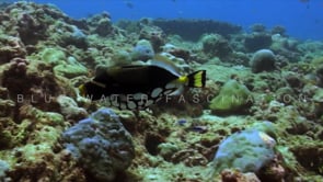 1875_Clown triggerfish swimming slowly over coral reef