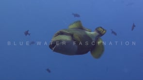 1876_Giant Triggerfish in the blue