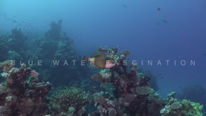 2316_Giant Triggerfish in the Red Sea