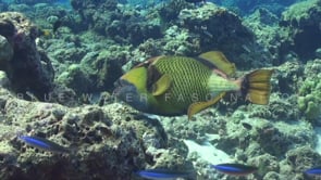 2438_Giant triggerfish on coral reef
