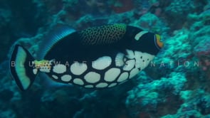 2440_Clown triggerfish swimming by close up