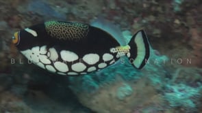 2441_Clown Triggerfish swimming close by