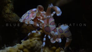 0538_Harlequin waving claw