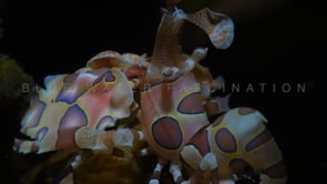 0539_Harlequin shrimp close up at night