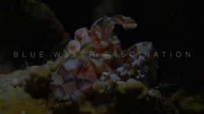 0540_harlequin shrimp profile