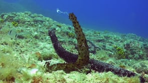 0909_Two sea cucumber spawning close up