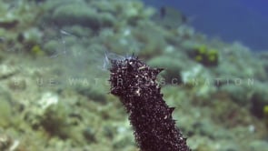 0911_Two sea cucumber spawning close up