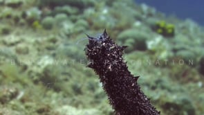 0910_sea cucumber spawning on reef close up