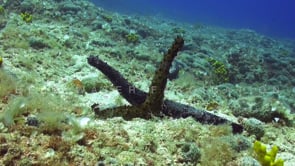 0908_Two sea cucumber spawning