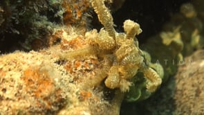 1187_sea cucumber feeding close up