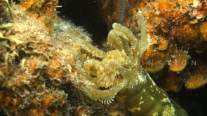 1186_sea cucumber feeding