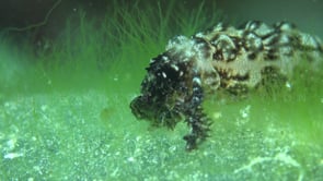 1610_sea cucumber moving over reef