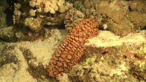 1864_Big sea cucumber on coral reef