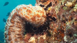 1882_sea cucumber walking on coral reef